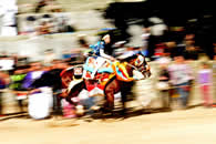 お供馬が馬場を駆け上がる横からの写真